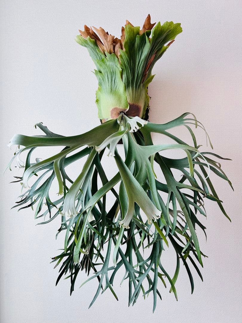 月光爪哇　oc pup コモレビプランツ