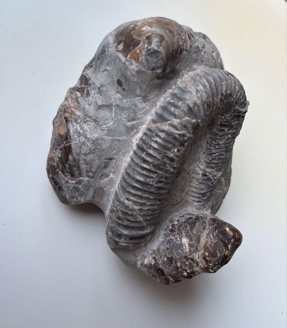 異常巻きアンモナイト化石