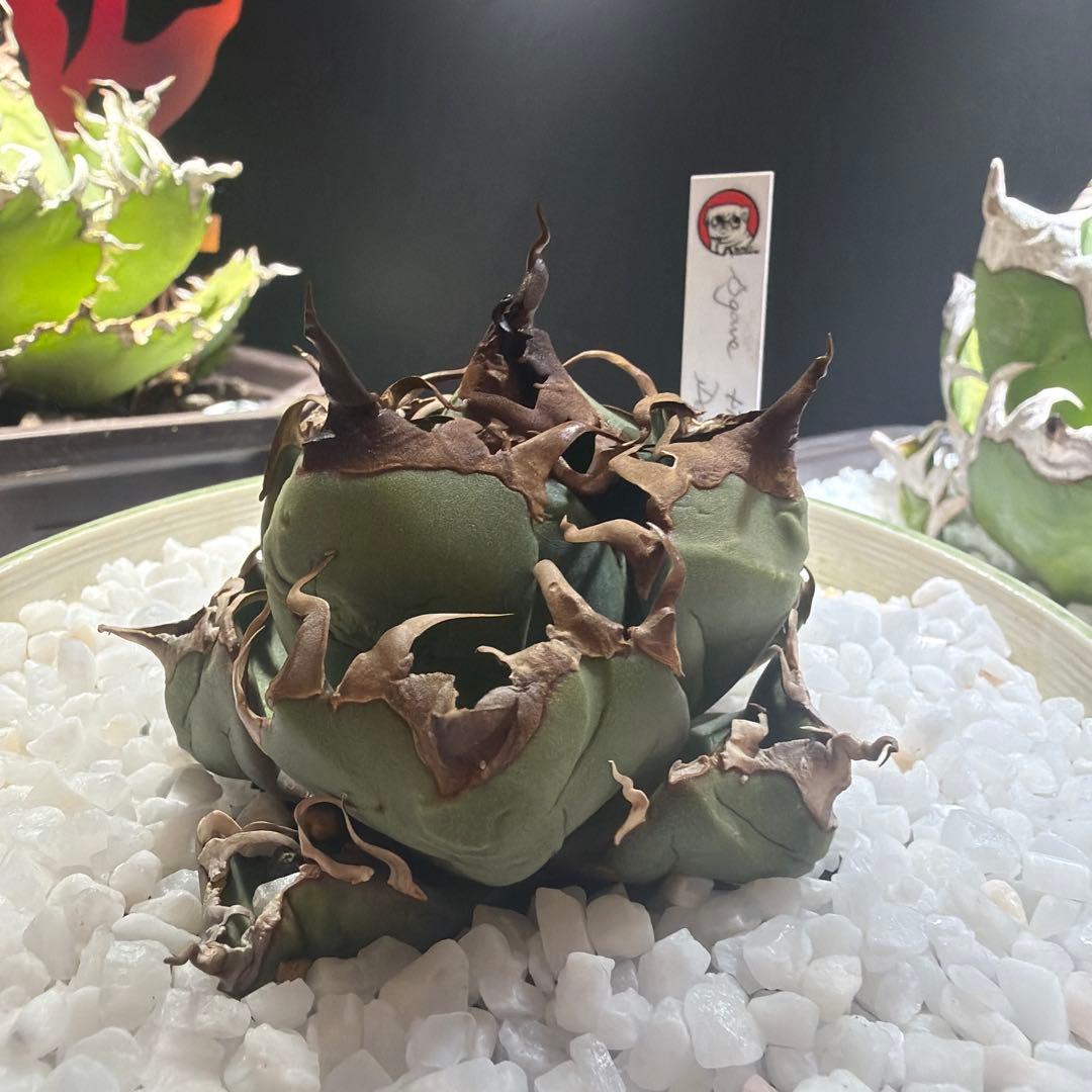 中型アガベ Dennis039