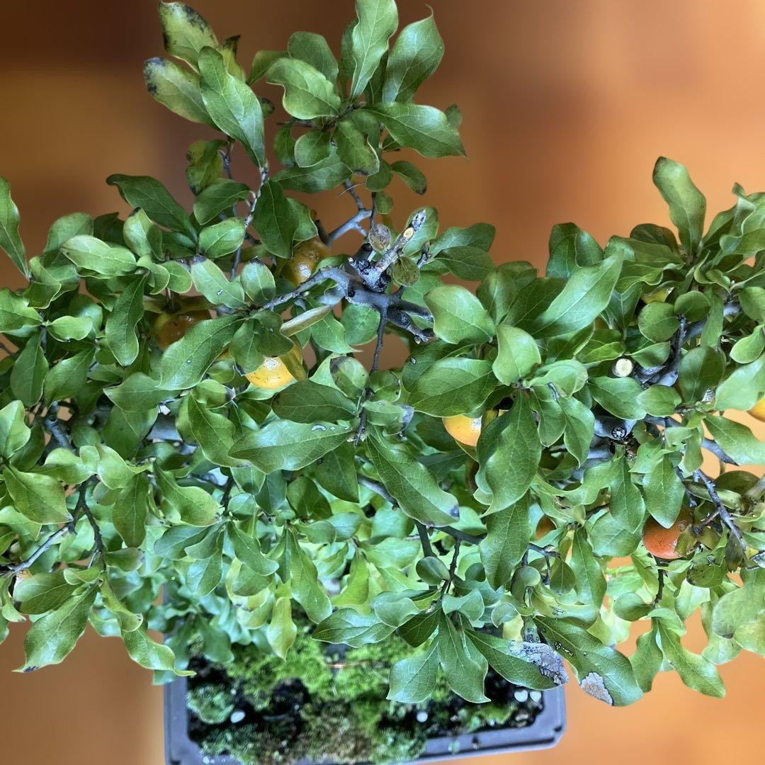 老爺柿盆栽　20年生　紅葉後写真追加　大値引き　　1