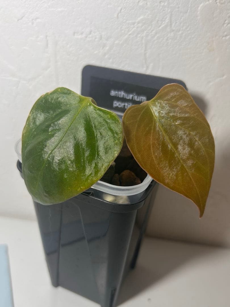 g*き様 アンスリウム　ポーティラエ　抜き苗ネコポス発送