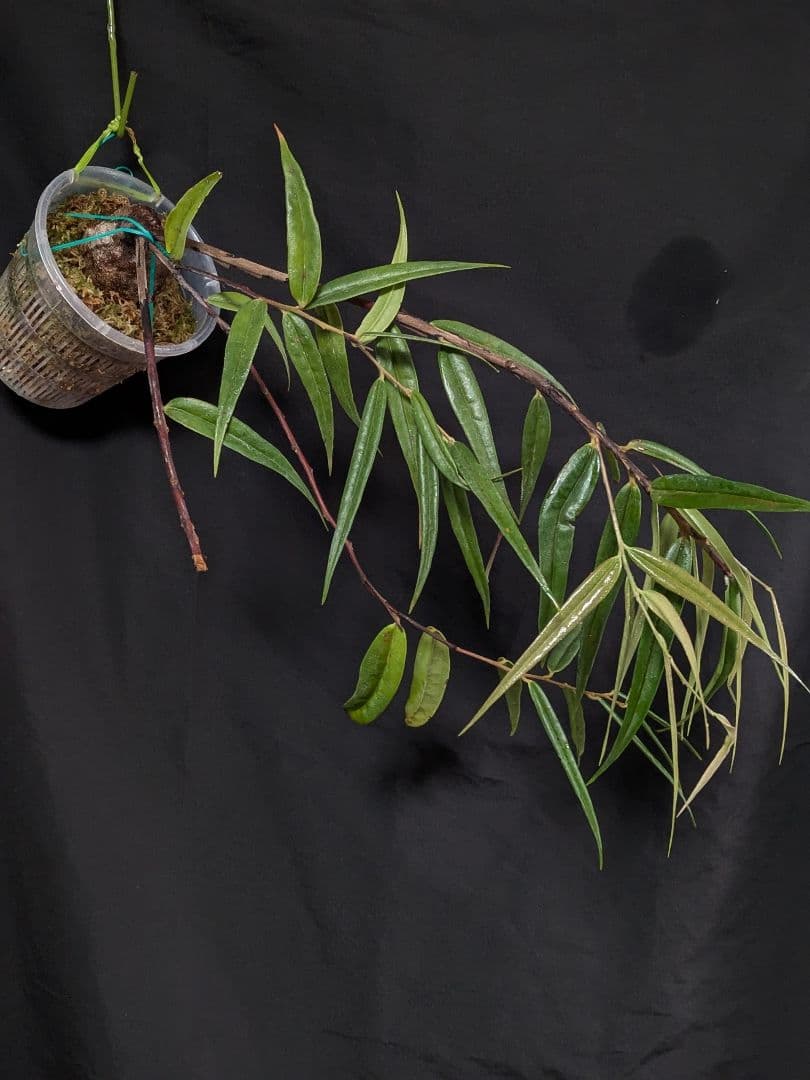 Ceratostema guachizacae　セラトステマ　着生ツツジ　大株