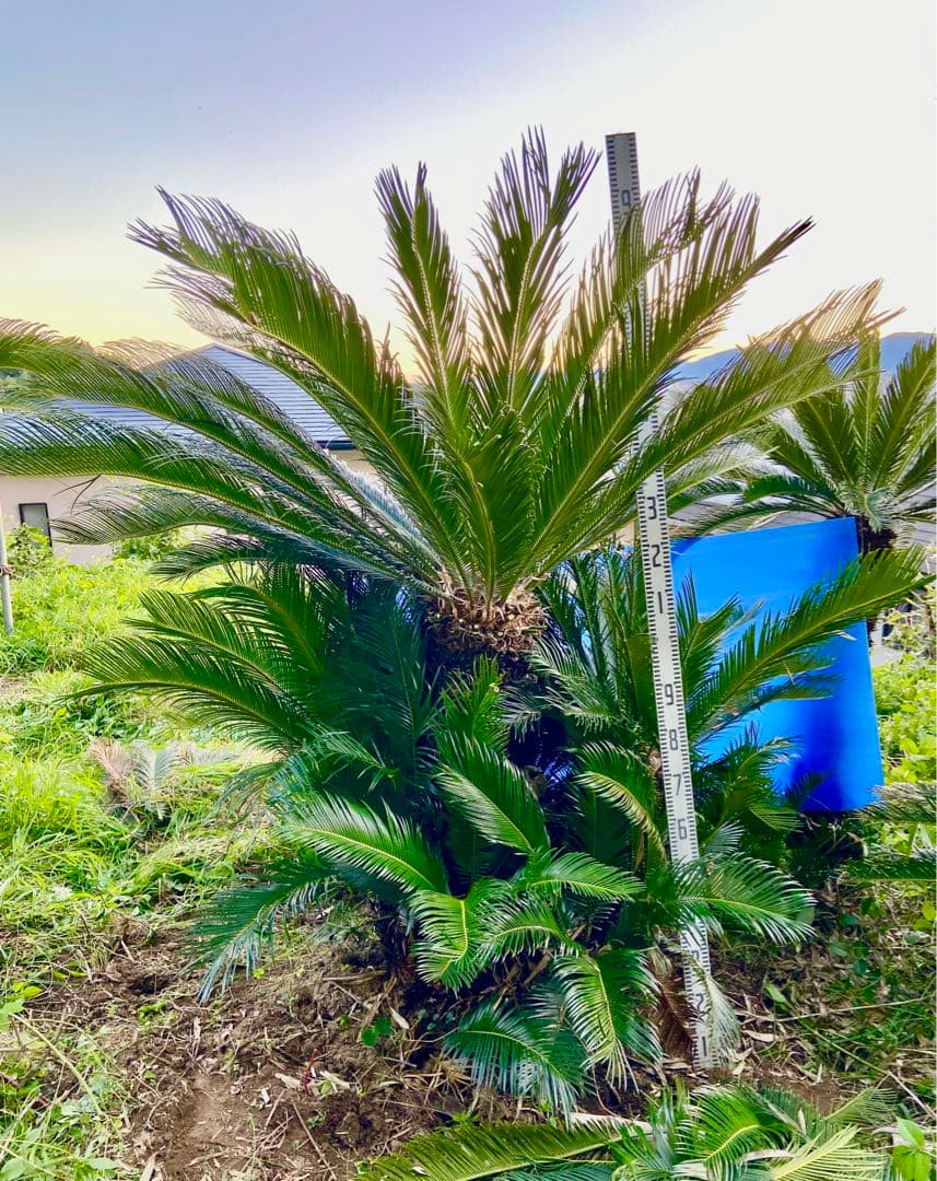 ソテツ　奄美大島　耐寒性