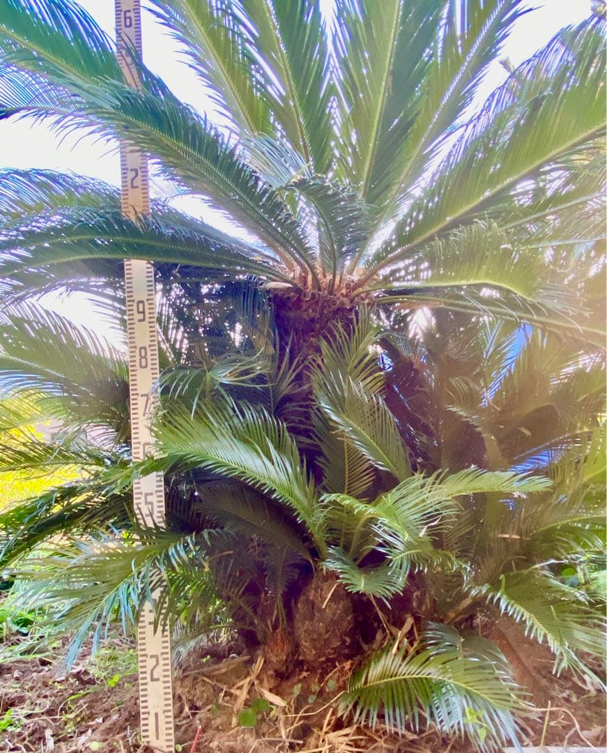 ソテツ　奄美大島　耐寒性