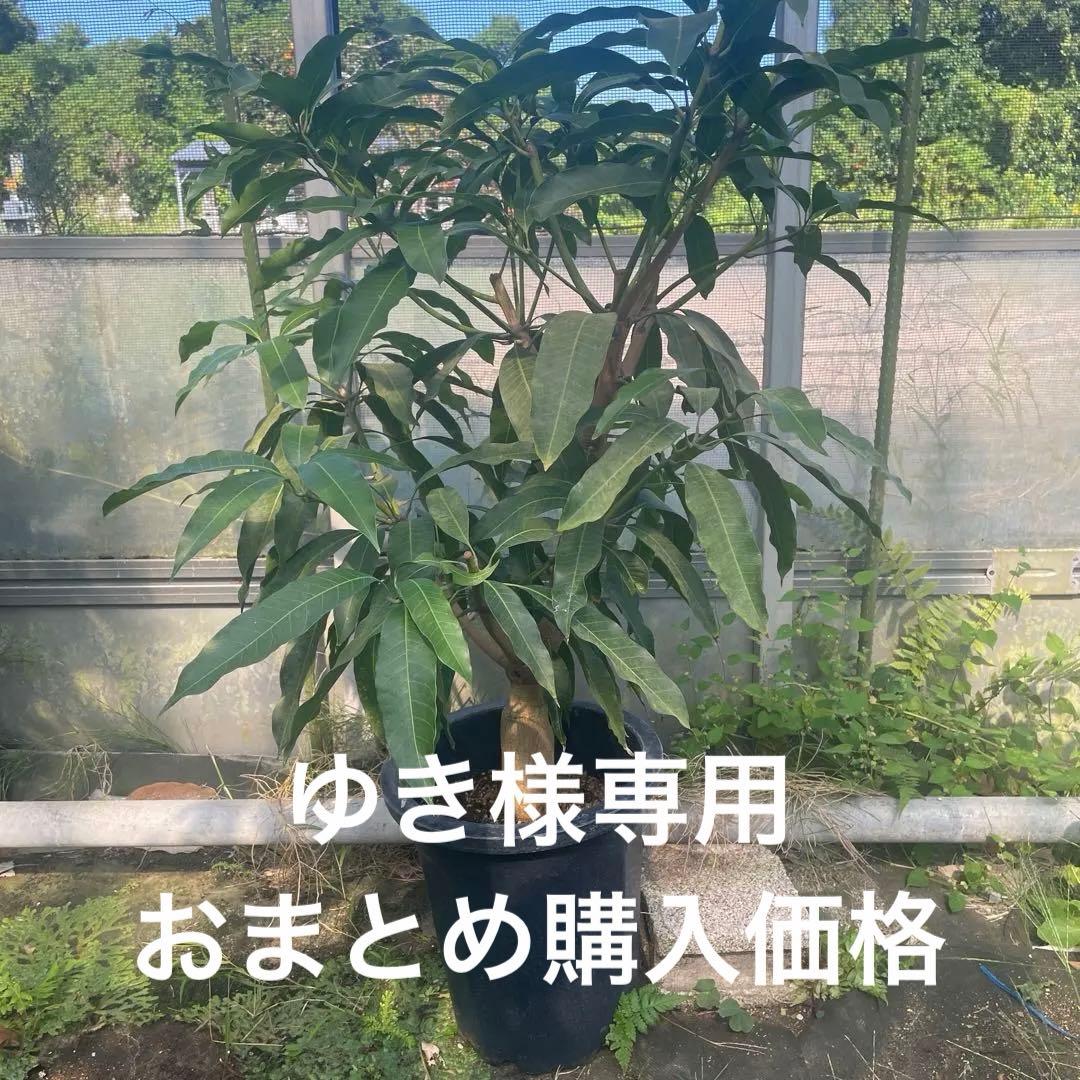 マンゴー苗　特大　10号　品種　ピコ