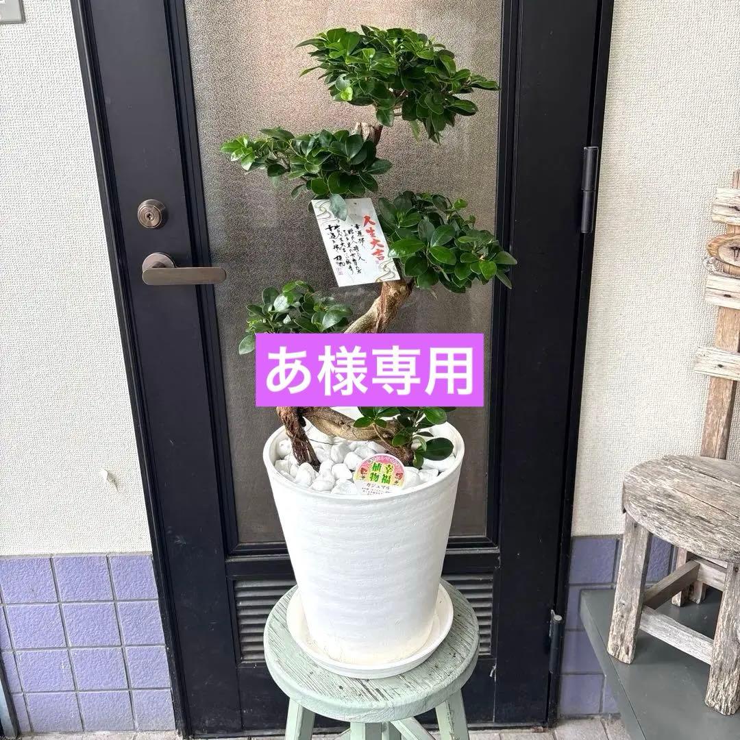 Bガジュマル　盆栽仕立て　昇り龍　曲がり　受け皿付き　８号鉢　70cmほど