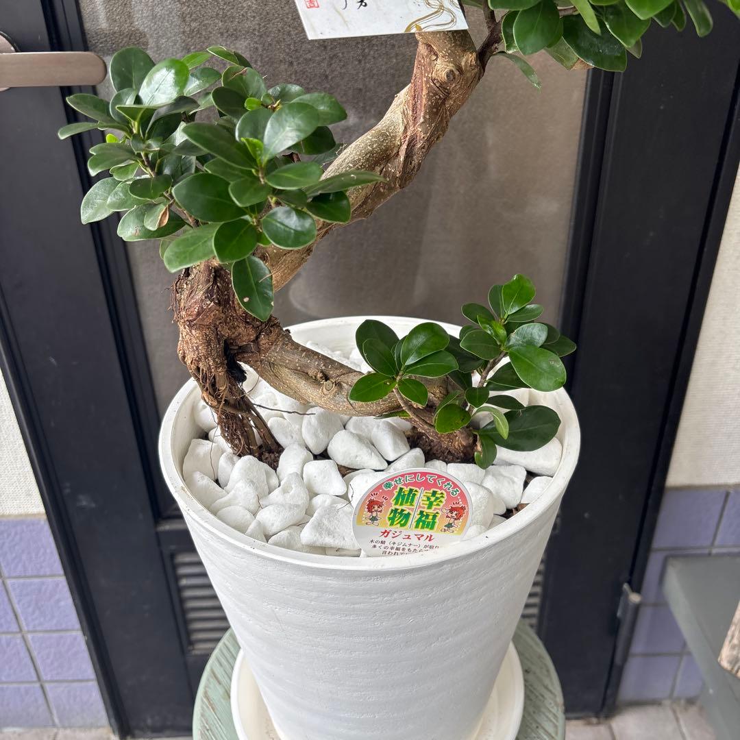 Bガジュマル　盆栽仕立て　昇り龍　曲がり　受け皿付き　８号鉢　70cmほど