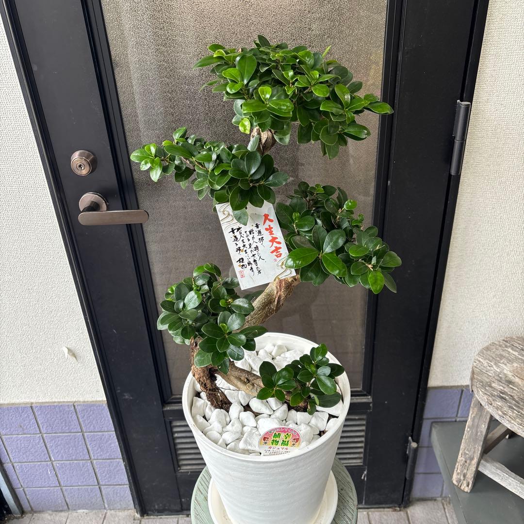 Bガジュマル　盆栽仕立て　昇り龍　曲がり　受け皿付き　８号鉢　70cmほど