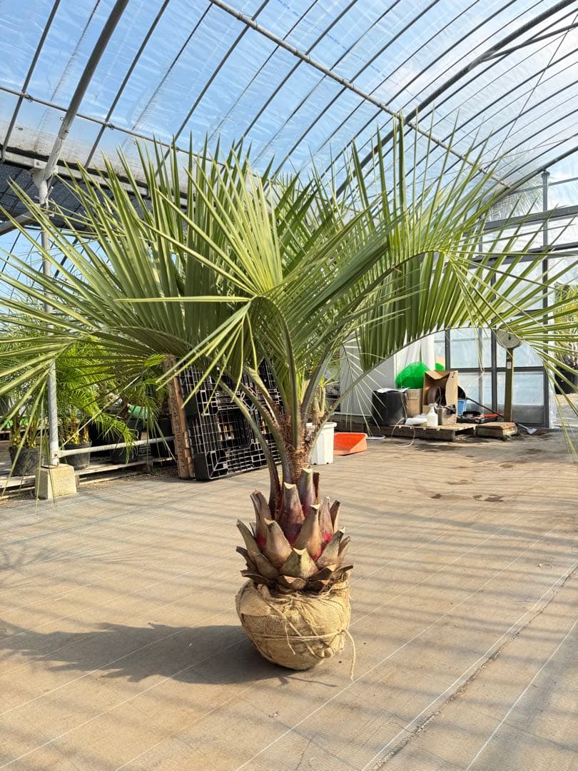 ココスヤシシルバーリーフ【極太】葉先150cm幹回り90cm 幹高40cm