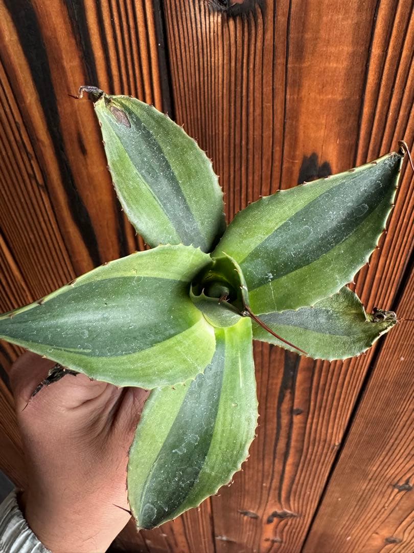 アガベ Agave ovatifolia 'Killer' 206