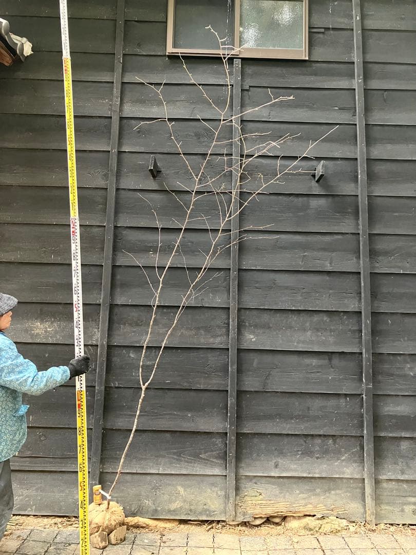 11 山採り　ヤマザクラ