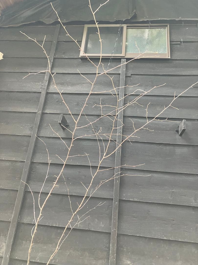 11 山採り　ヤマザクラ