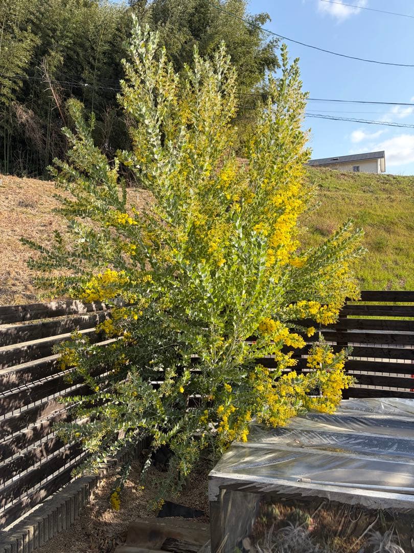 【引き取り限定】パールアカシア　ミモザ　ドライフラワー　シルバーリーフ