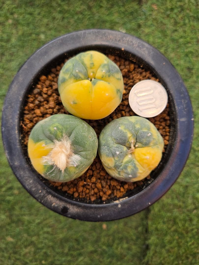 疣銀冠玉 X 疣銀冠玉錦-実生 セット3本