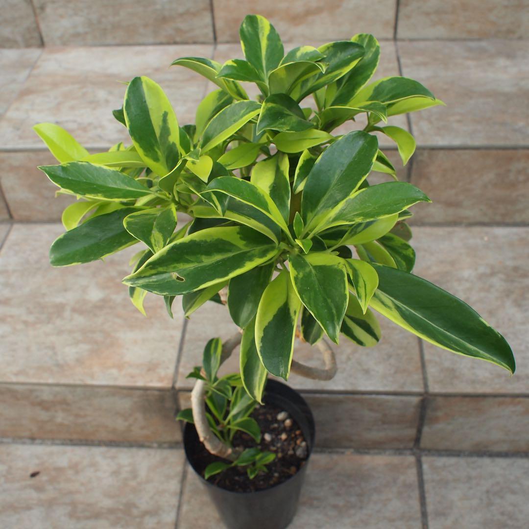 フィカス　ファグラエア　No.001　鉢、送料込　メルカリ便　曲がり