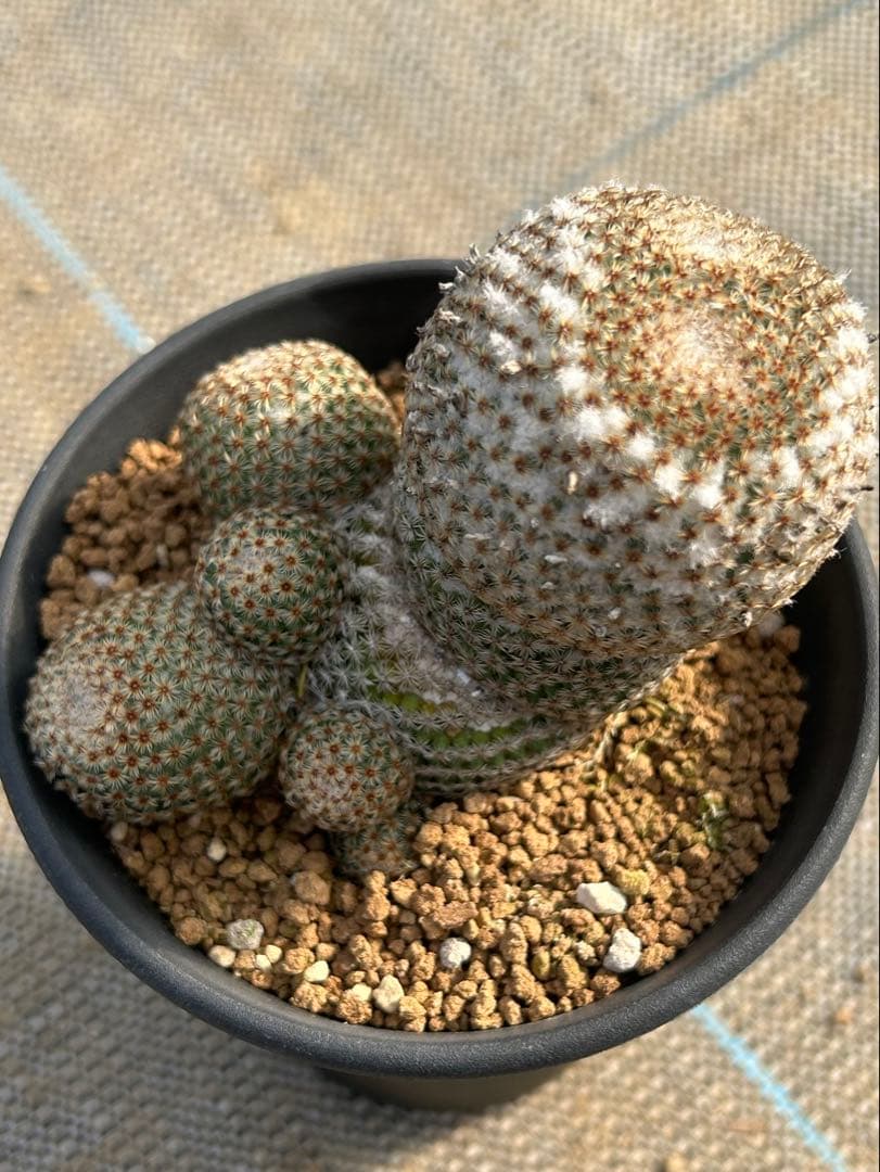 マミラリア　クルシゲラ　国内実生　希少