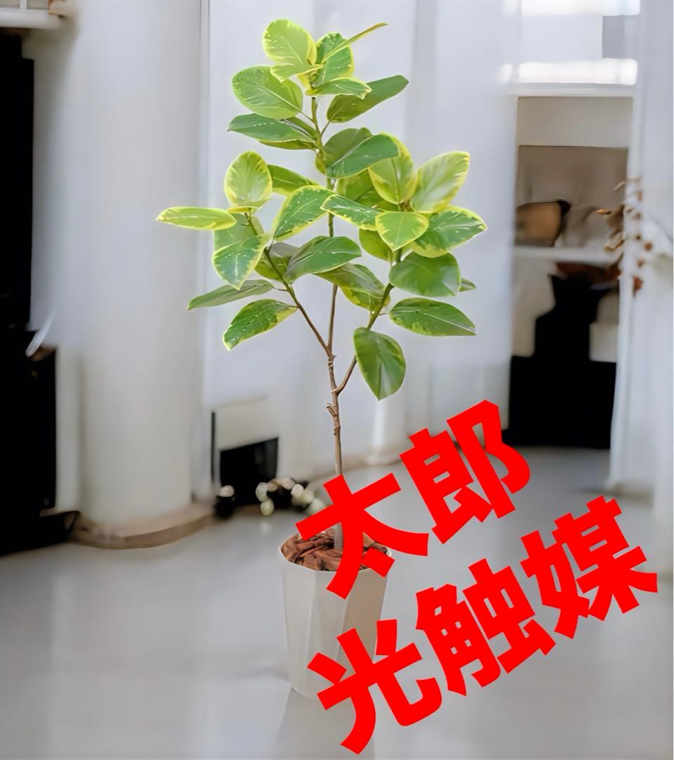 光触媒　人工観葉植物　ウォールグリーン　フェイクグリーン　アルテシマ170170
