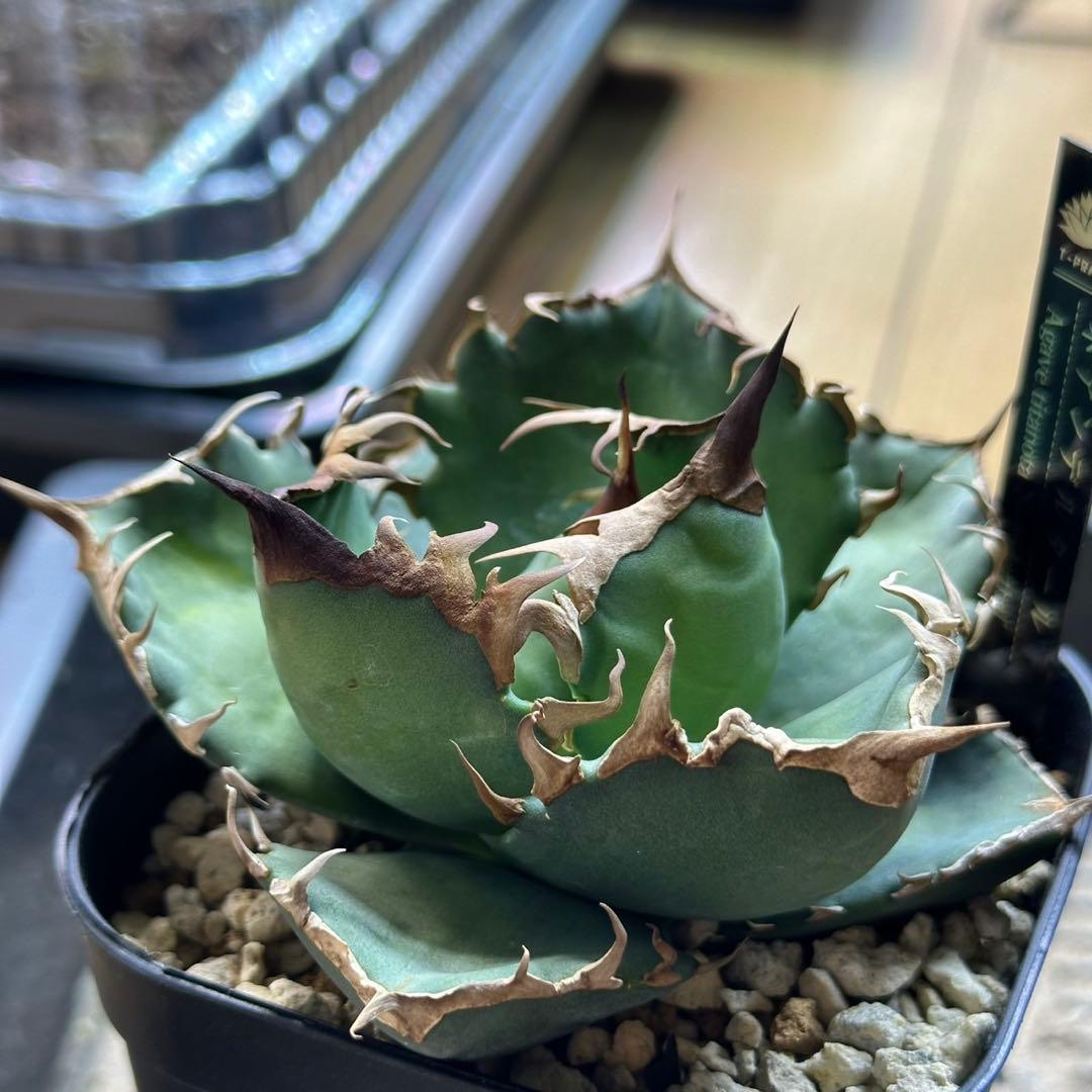 アガベ　チタノタ　ネアンデルタール　イラン株