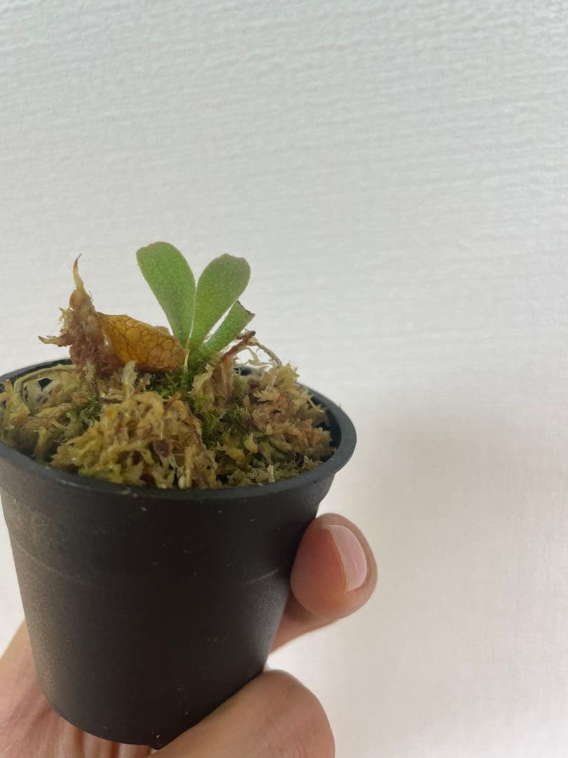 ビカクシダ P.Triceratops 三角龍（pup）