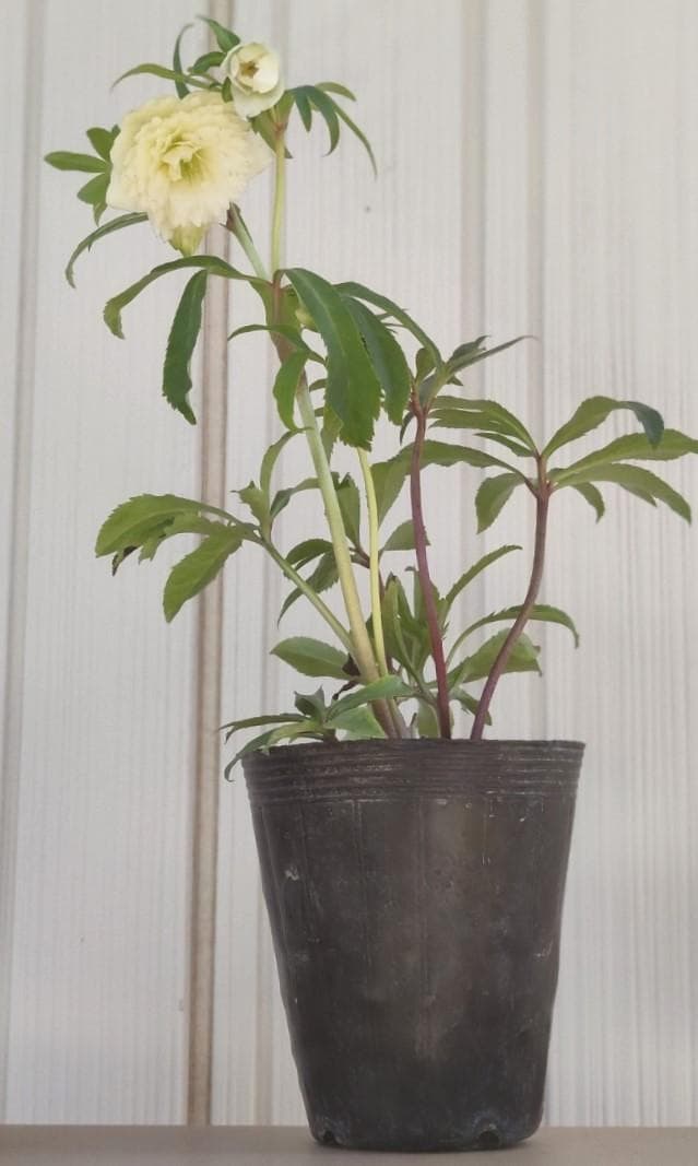 クリスマスローズ　超多弁段咲きホワイト　おまけ交配