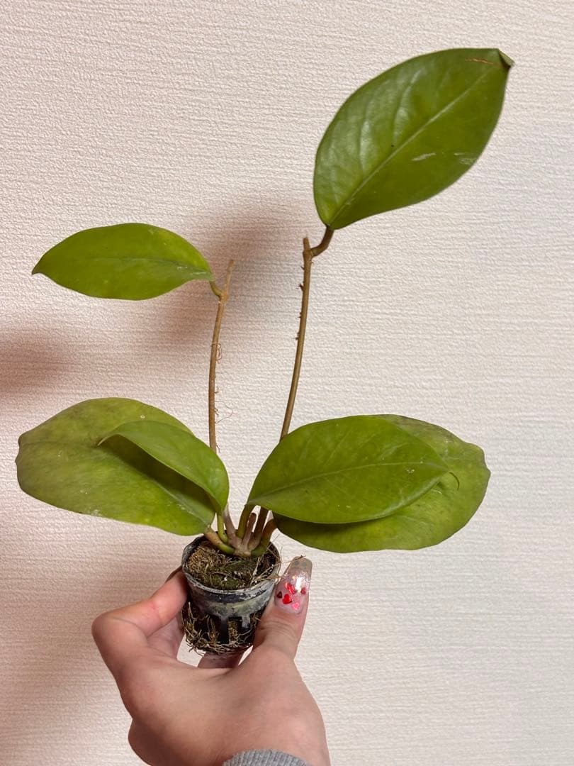 その他観葉植物 Hoya nervosa
