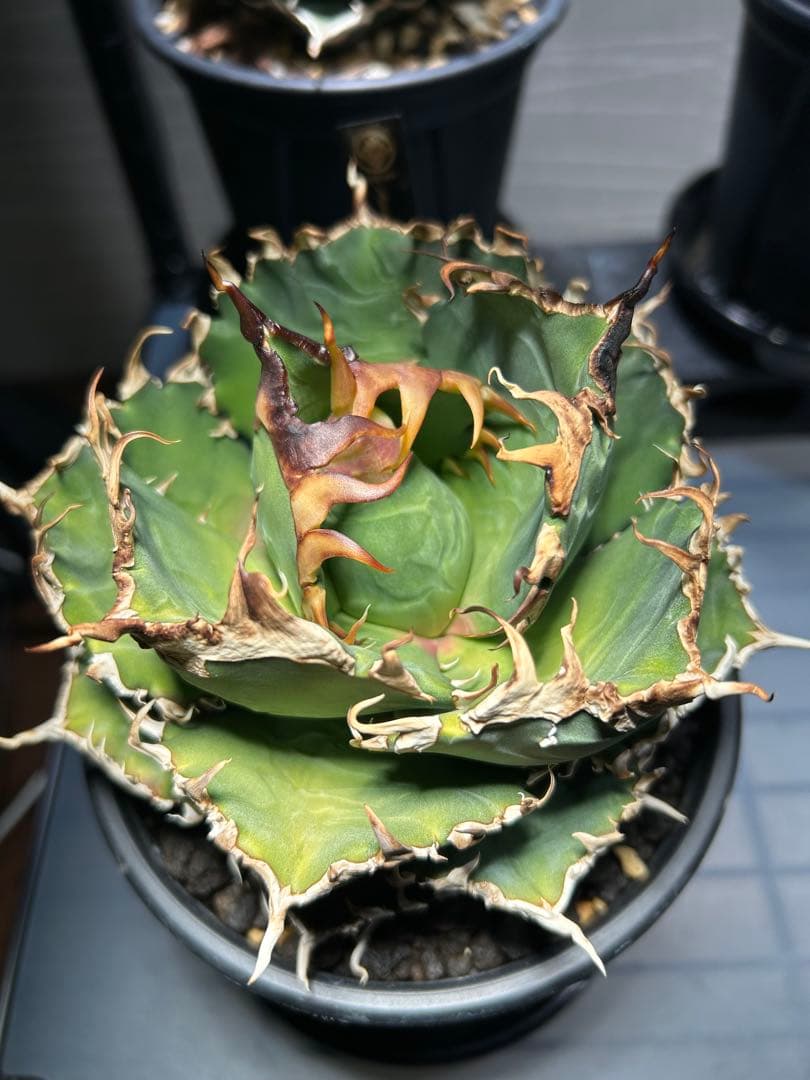 アガベ 赤ライオン