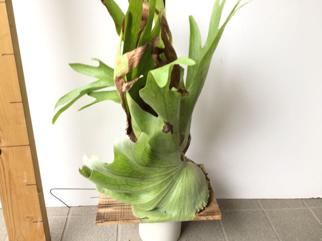 現品販売です！板付タイプのコウモリラン・超大株ホルタミー