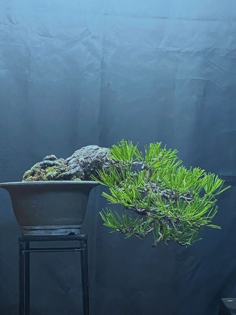 黒松（懸崖）古木