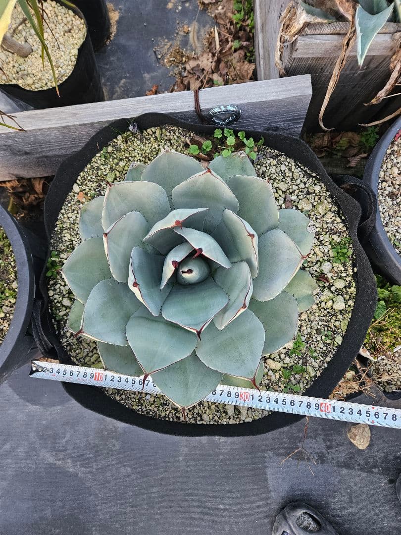 パリー　トランカータ　大株