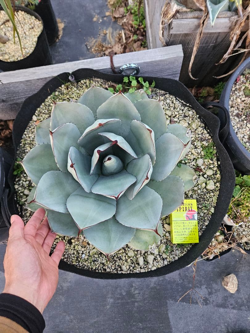 パリー　トランカータ　大株