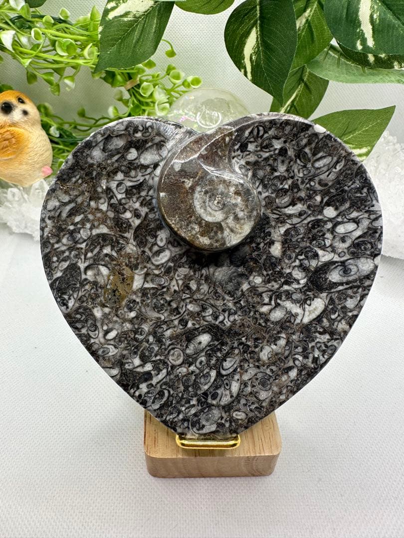 アンモナイト ハートお皿♡ No.333