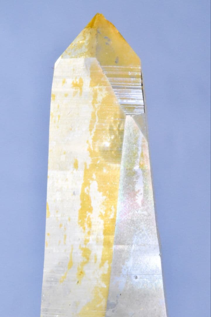 コロンビア産 ゴールデンヒーラーポイント02