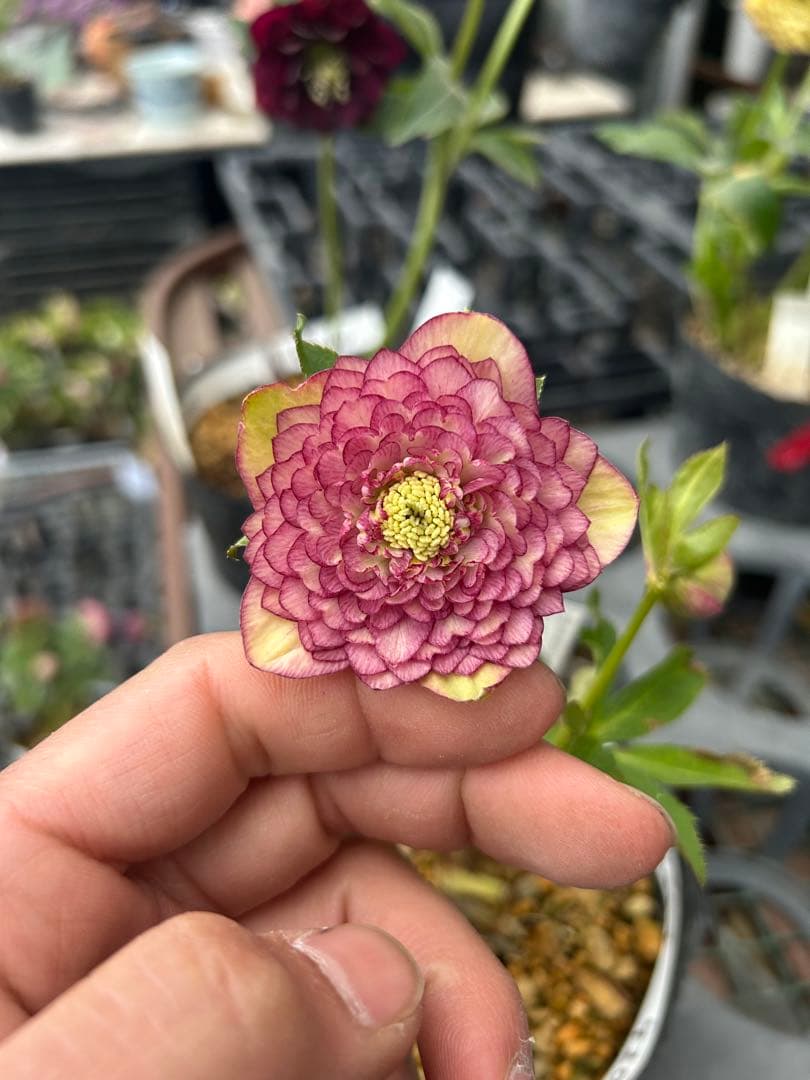 超アフロディーテ 小型 紫色