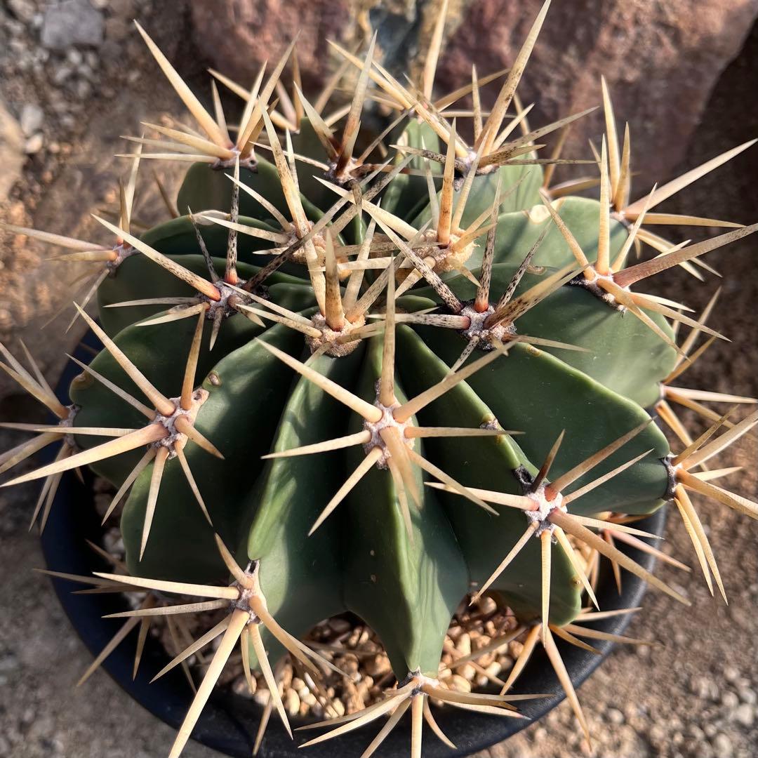 フェロカクタス 文鳥丸（唐木）迫力ある棘の良個体・鉢植え