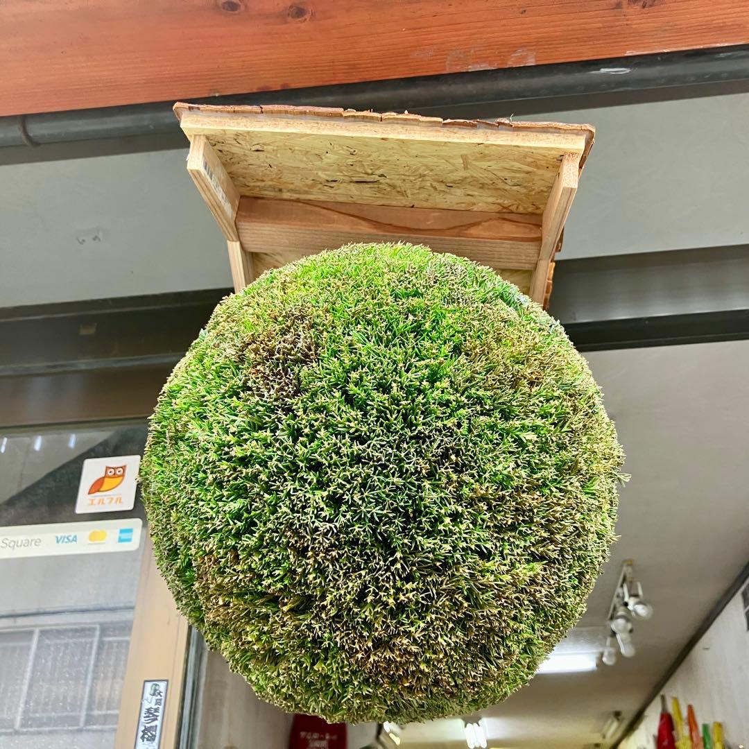 杉玉【屋根付き】④