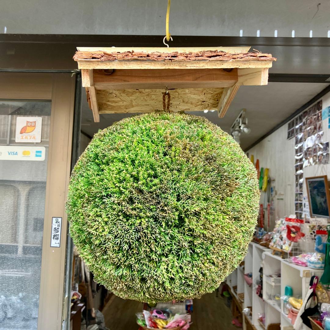 杉玉【屋根付き】④