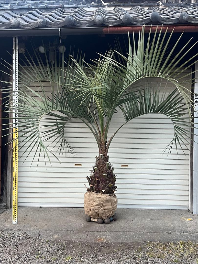 断捨離中　ココスヤシ　カルフォルニアスタイル　ヤシの木　送料込み価格