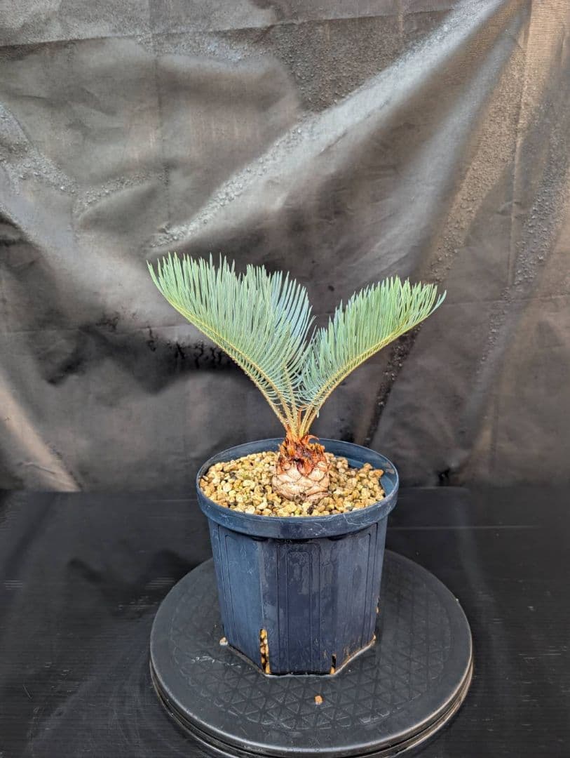 決算創業祭 お買い得 サイカスカイルンシアナ スーパーブルー ドワーフ 過去最安