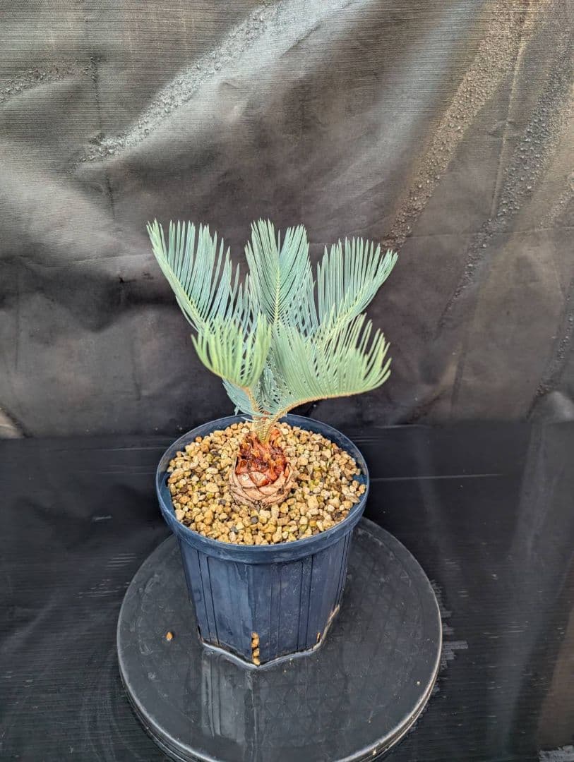 決算創業祭 お買い得 サイカスカイルンシアナ スーパーブルー ドワーフ 過去最安