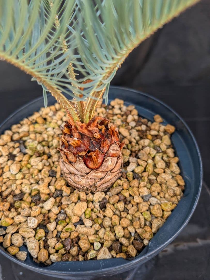 決算創業祭 お買い得 サイカスカイルンシアナ スーパーブルー ドワーフ 過去最安