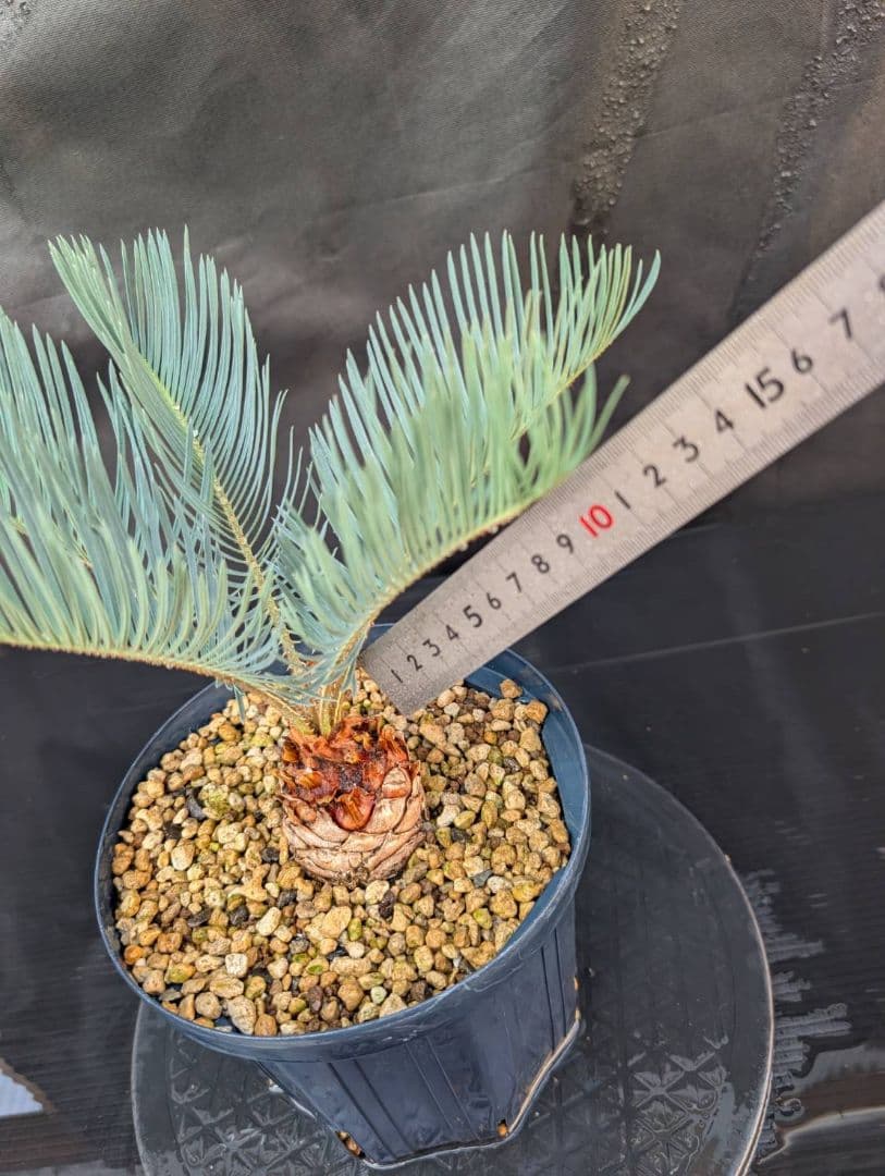 決算創業祭 お買い得 サイカスカイルンシアナ スーパーブルー ドワーフ 過去最安