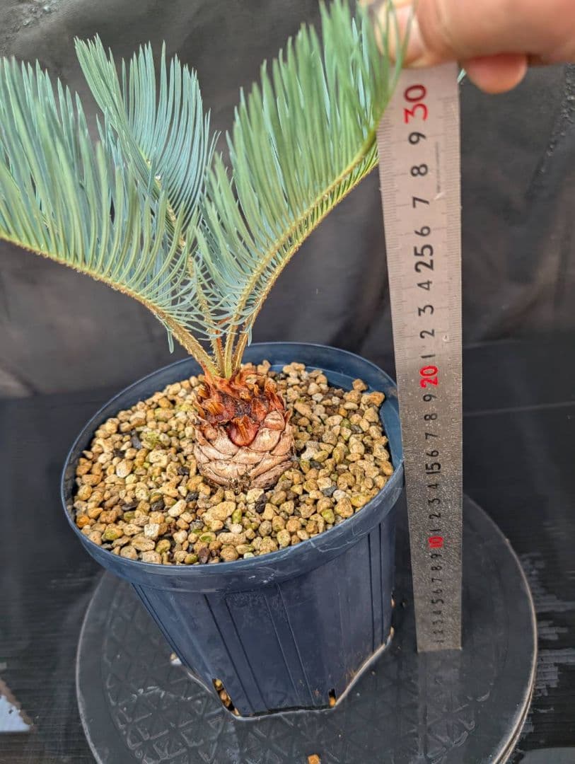 決算創業祭 お買い得 サイカスカイルンシアナ スーパーブルー ドワーフ 過去最安