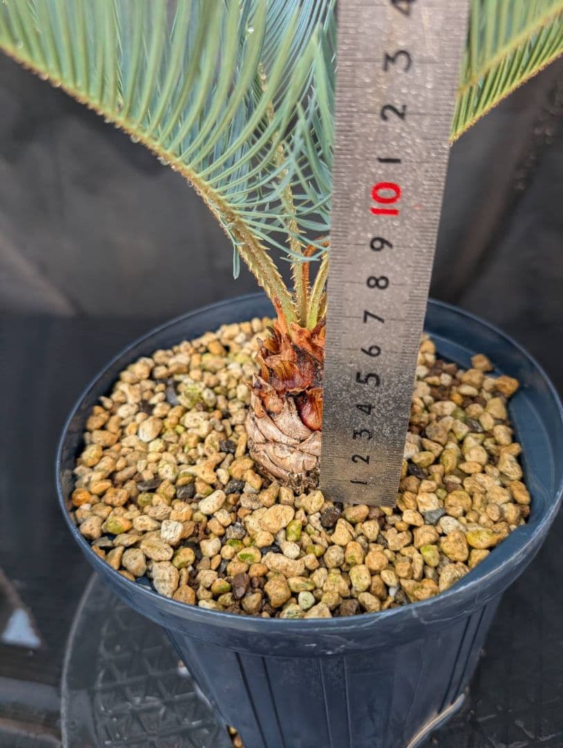 決算創業祭 お買い得 サイカスカイルンシアナ スーパーブルー ドワーフ 過去最安