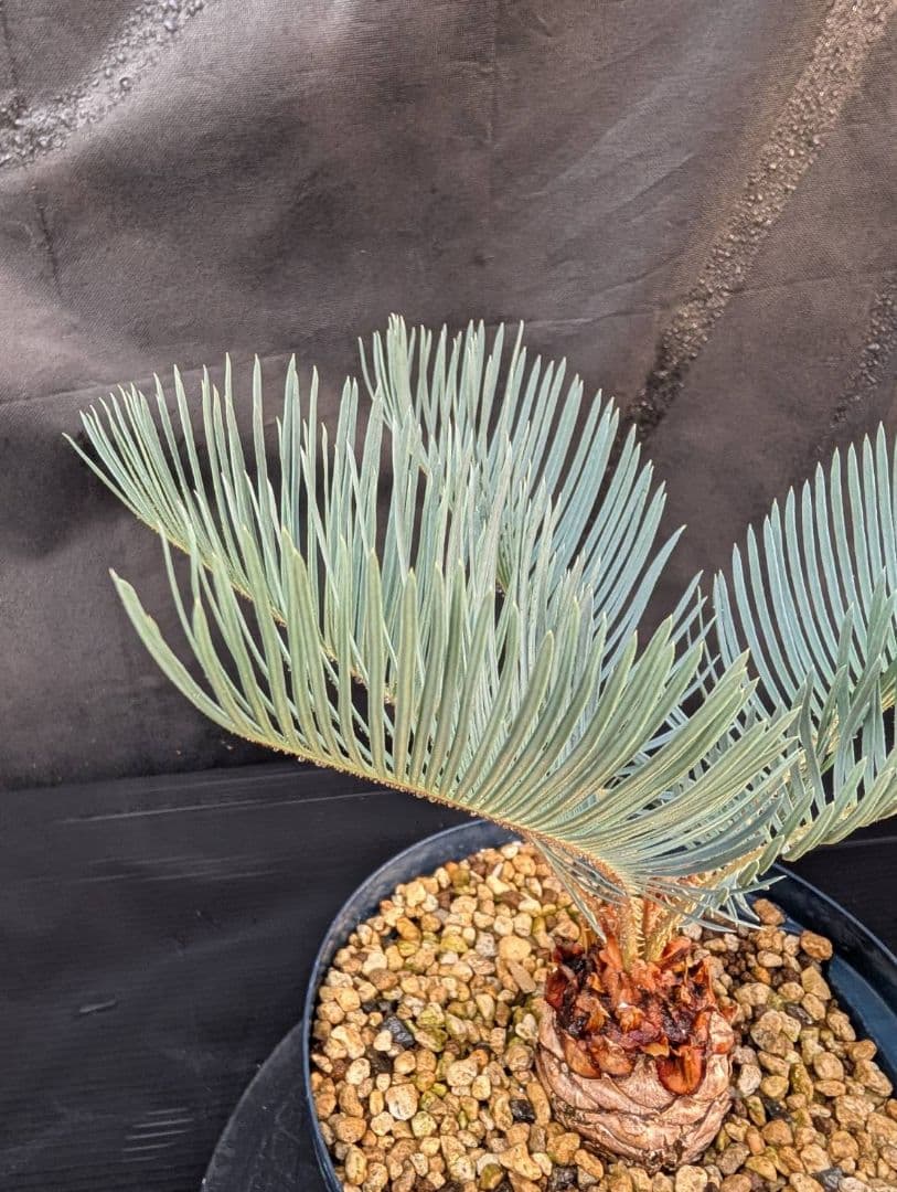 決算創業祭 お買い得 サイカスカイルンシアナ スーパーブルー ドワーフ 過去最安