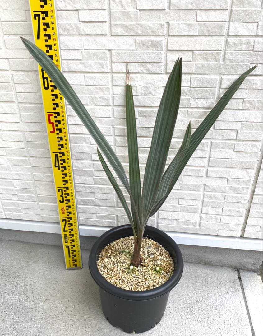 ビスマルキア ノビリス シルバー 7号 実生8年 大苗