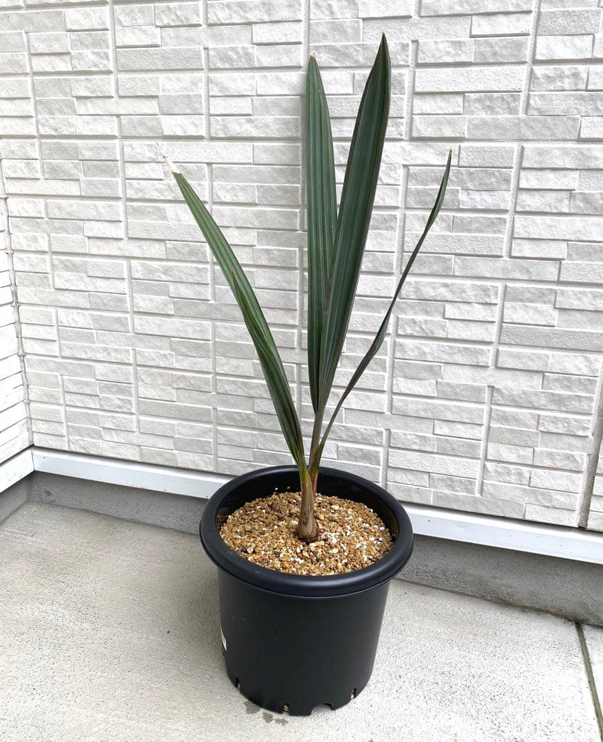 ビスマルキア ノビリス シルバー 7号 実生8年 大苗