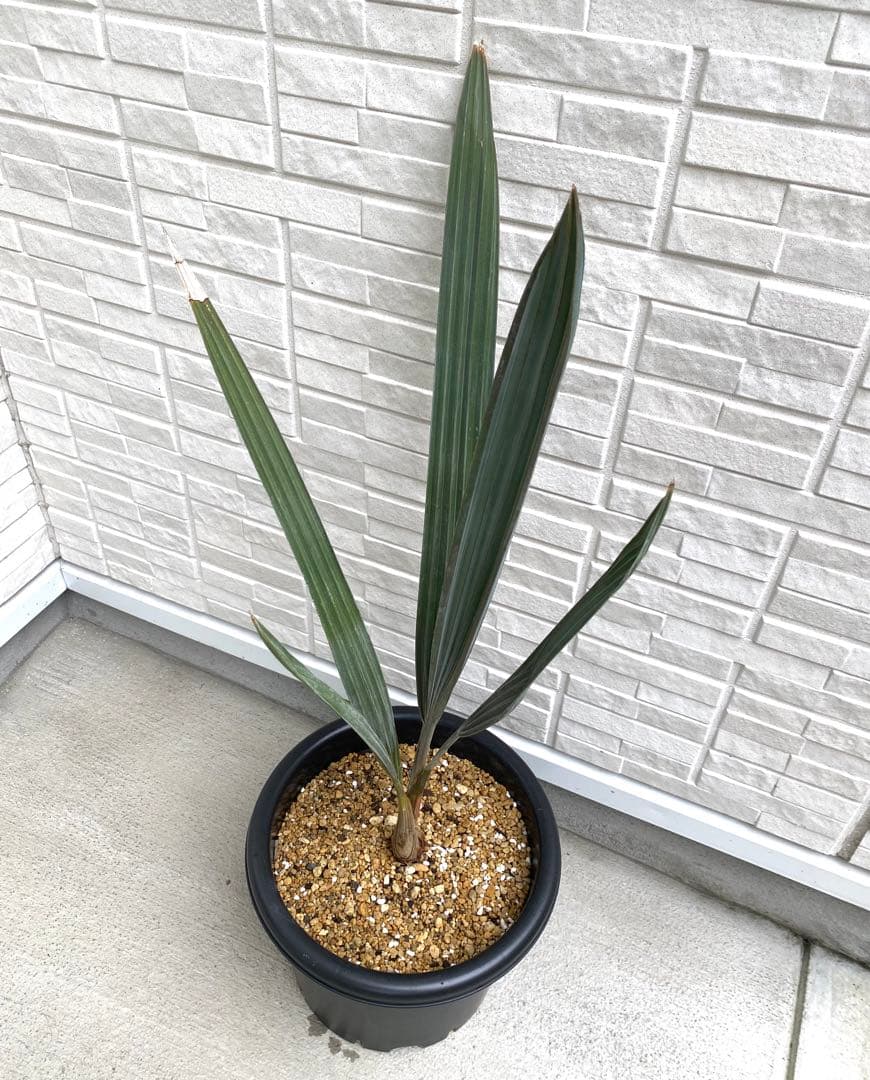 ビスマルキア ノビリス シルバー 7号 実生8年 大苗