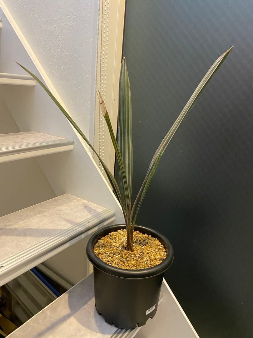 ビスマルキア ノビリス シルバー 7号 実生8年 大苗