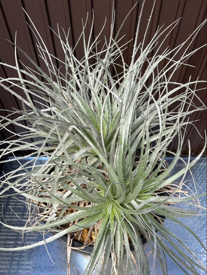 プヤ ベヌスタ A 5ヘッド