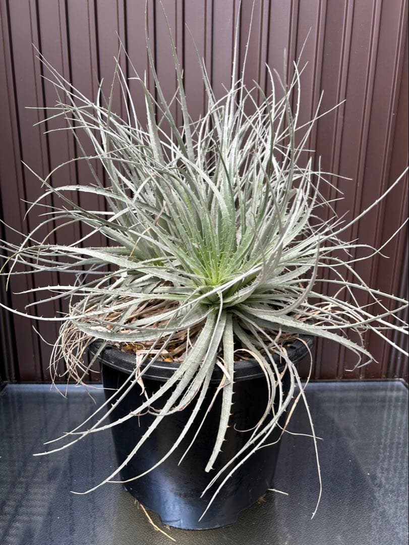 プヤ ベヌスタ A 5ヘッド